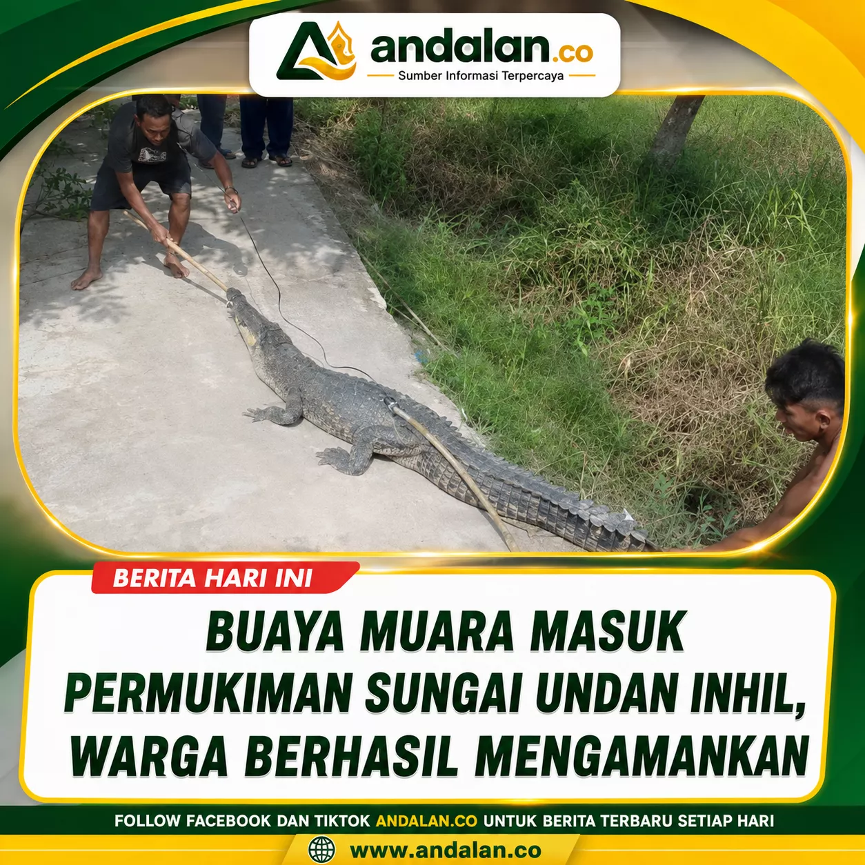 Buaya Muara Masuk Permukiman Sungai Undan Inhil, Warga Berhasil Mengamankan