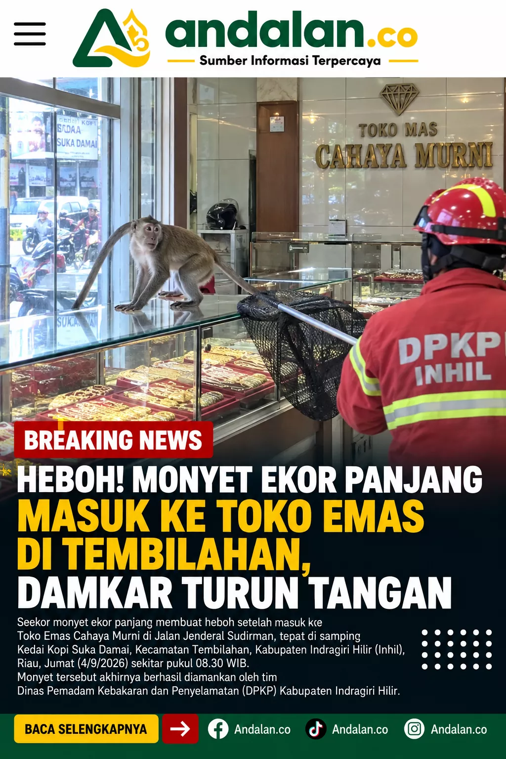 BREAKING NEWS: Heboh! Monyet Ekor Panjang Masuk ke Toko Emas di Tembilahan, Damkar Turun Tangan