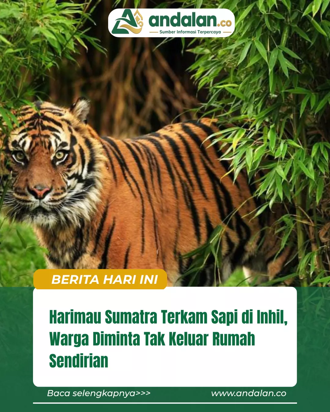 Harimau Sumatra Terkam Sapi di Inhil, Warga Diminta Tak Keluar Rumah Sendirian