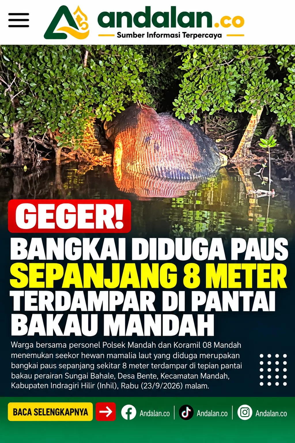 Geger! Bangkai Diduga Paus Sepanjang 8 Meter Terdampar di Pantai Bakau Mandah