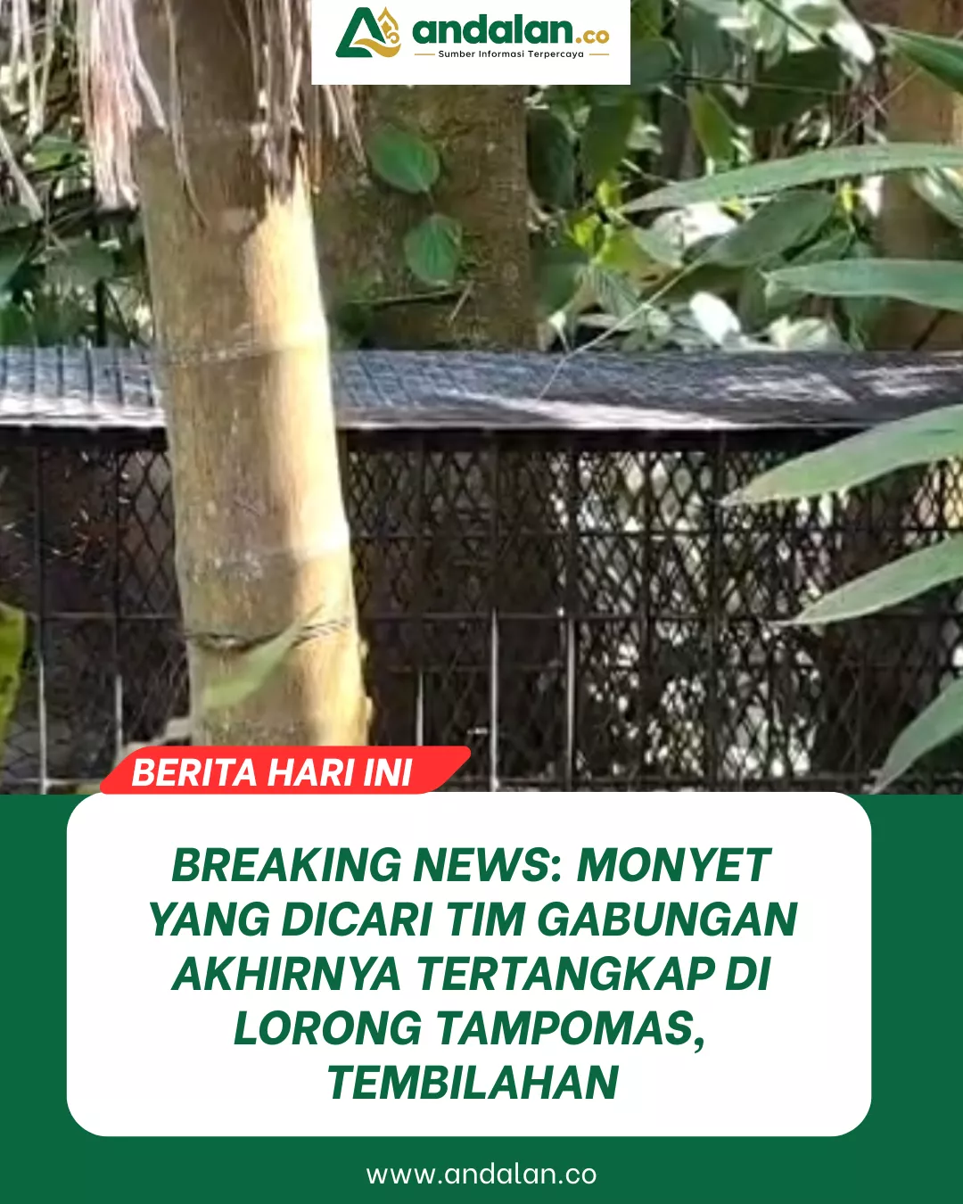 BREAKING NEWS: Monyet yang Dicari Tim Gabungan Akhirnya Tertangkap di Lorong Tampomas, Tembilahan