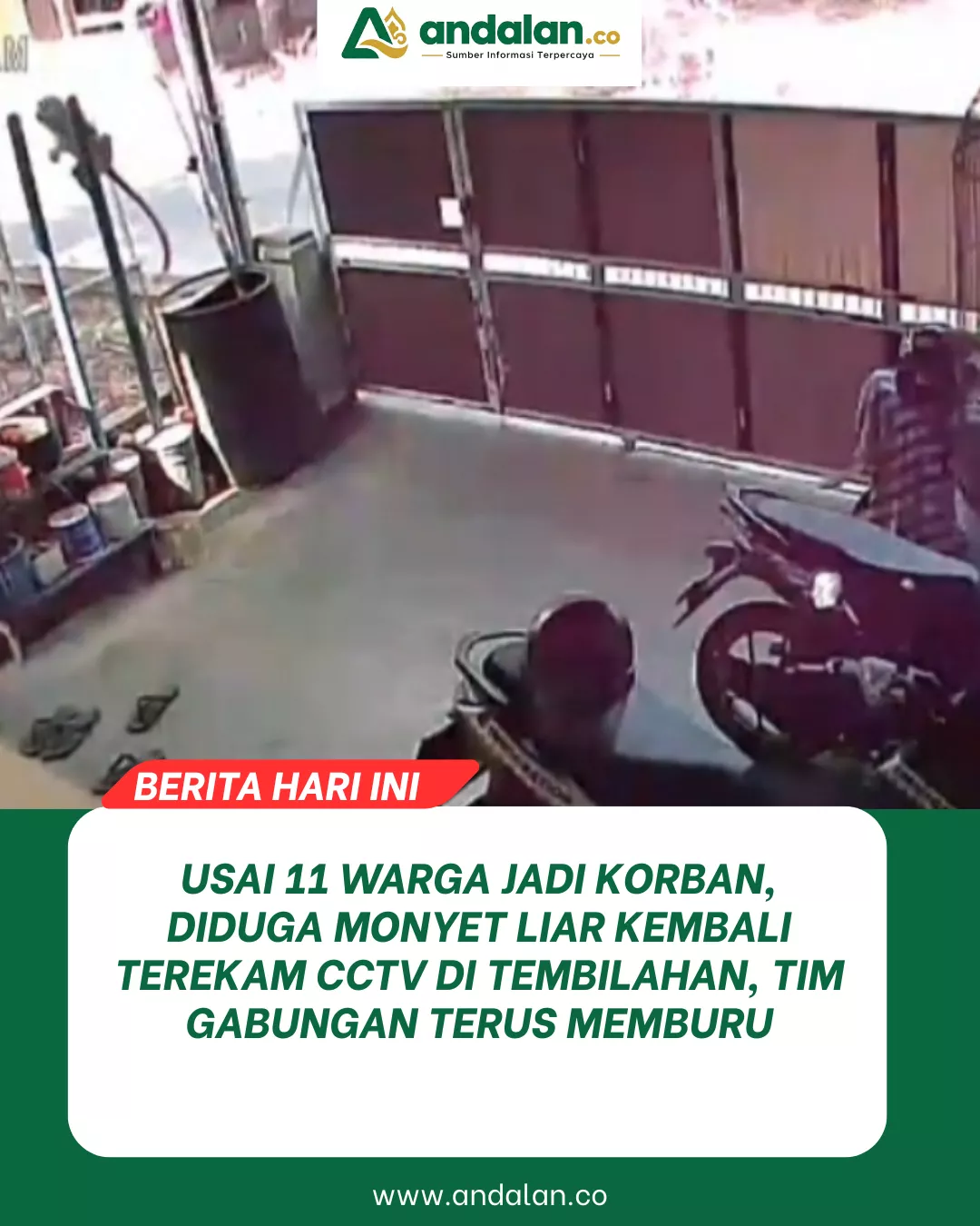 Usai 11 Warga Jadi Korban, Diduga Monyet Liar Kembali Terekam CCTV di Tembilahan, Tim Gabungan Terus Memburu