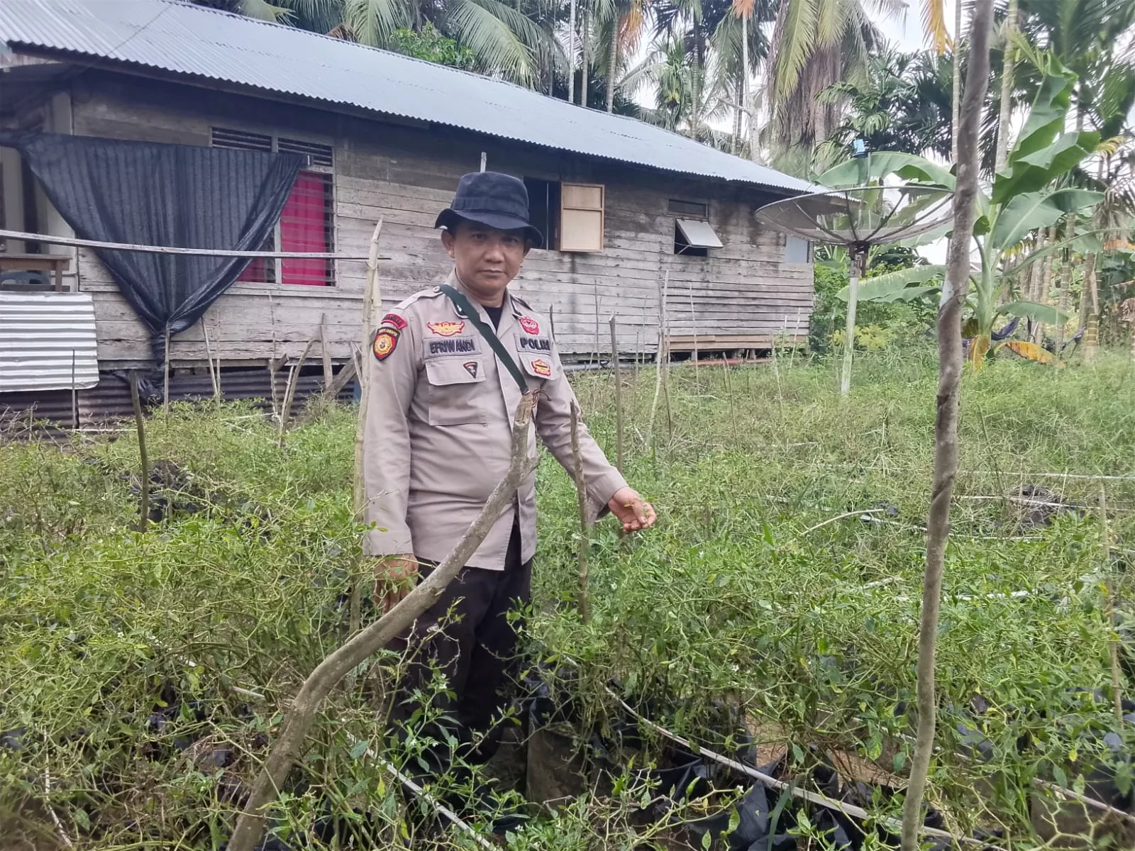 Dukung Asta Cita,Polsek KSKP Tembilahan Sulap Lahan Kosong Jadi Kebun Cabai