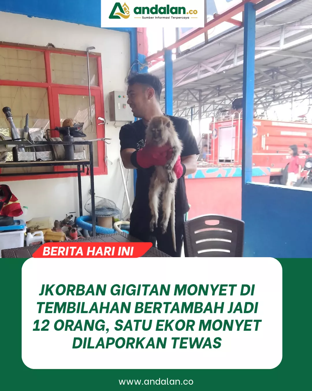Korban Gigitan Monyet di Tembilahan Bertambah Jadi 12 Orang, Satu Ekor Monyet Dilaporkan Tewas