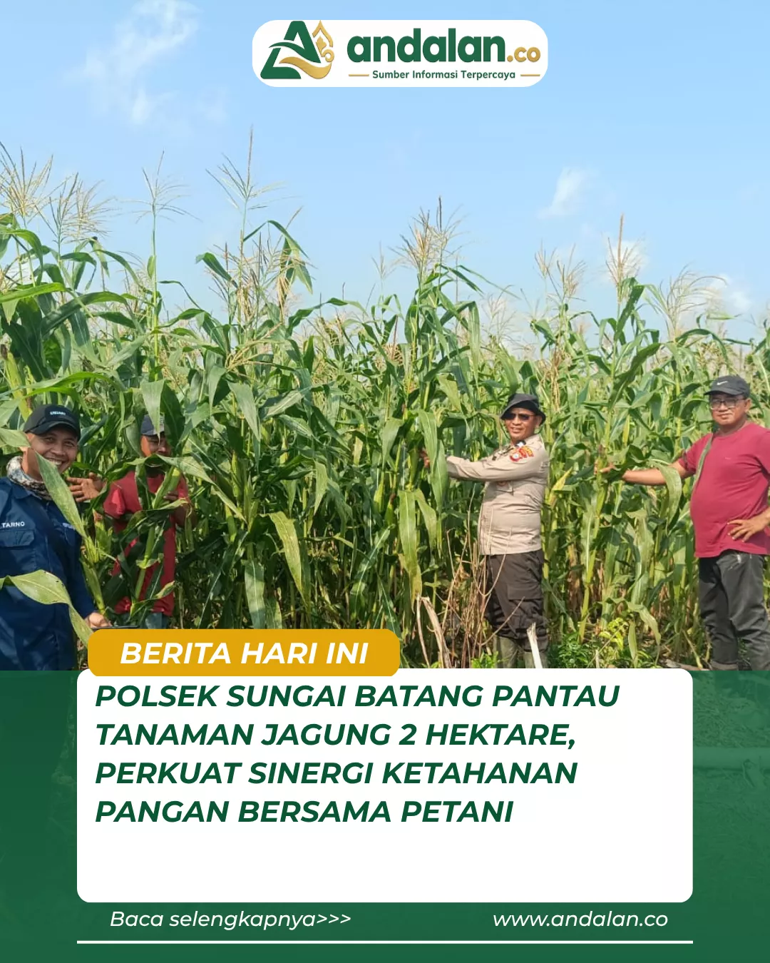 Polsek Sungai Batang Pantau Tanaman Jagung 2 Hektare, Perkuat Sinergi Ketahanan Pangan Bersama Petani