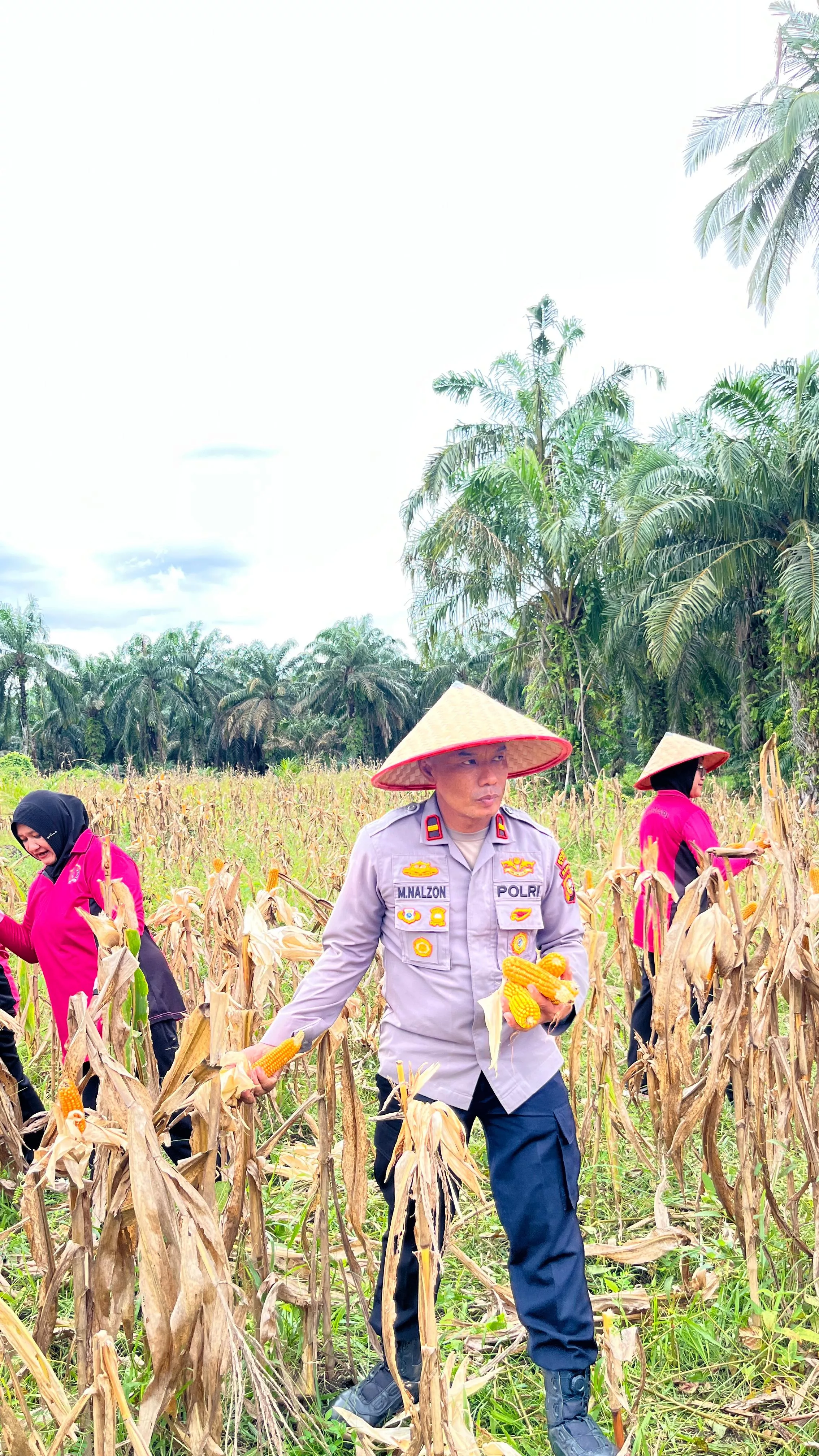 Dukung Swasembada Pangan Nasional, Panen Raya Jagung di Sabak Auh Jadi Wujud Kolaborasi Polri dan Masyarakat