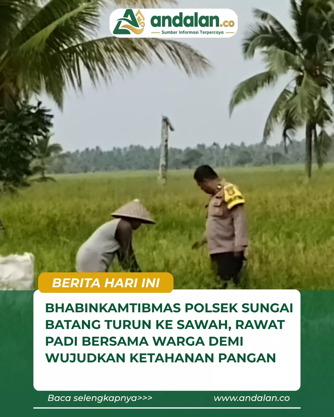 Bhabinkamtibmas Polsek Sungai Batang Turun ke Sawah, Rawat Padi Bersama Warga Demi Wujudkan Ketahanan Pangan
