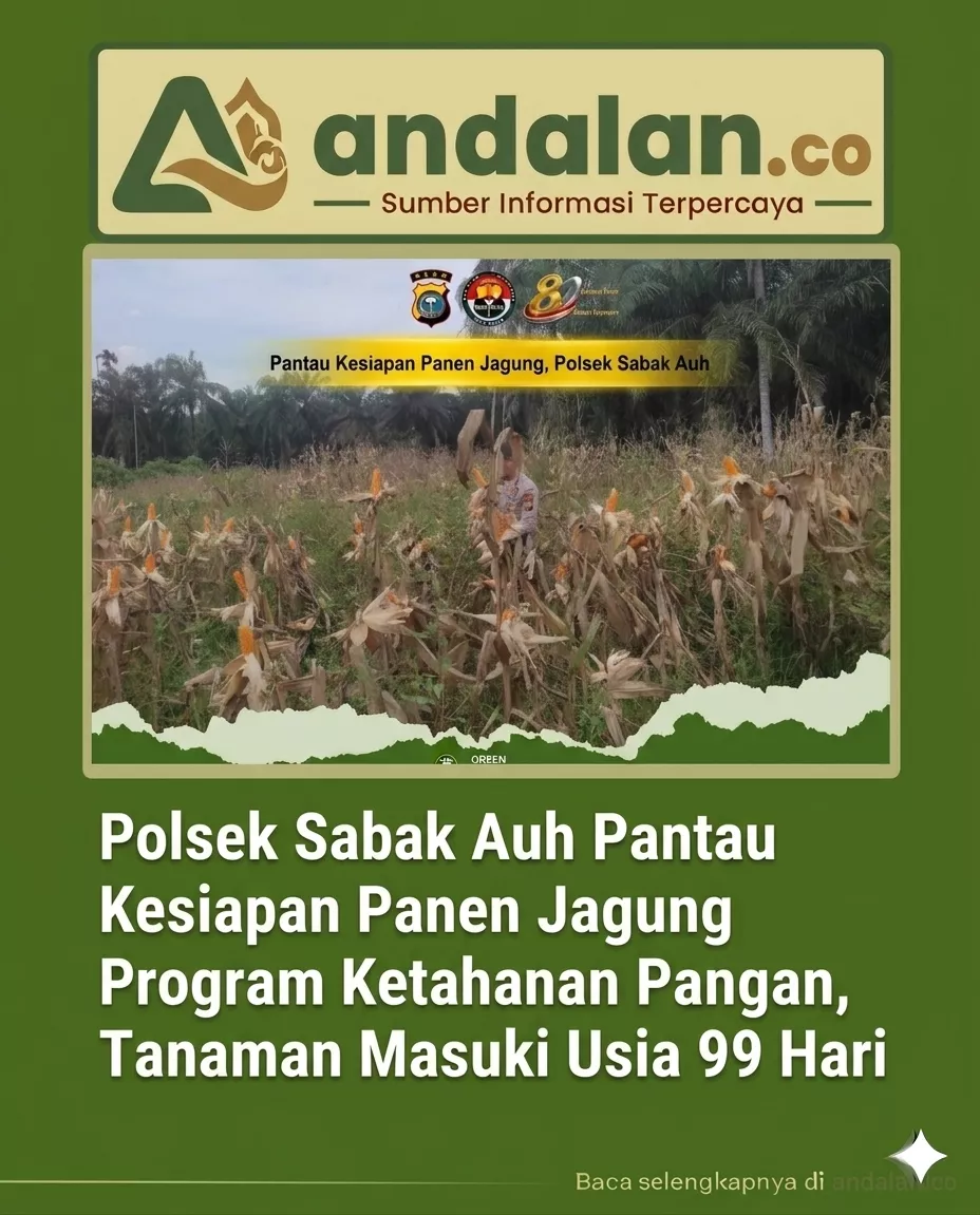 Polsek Sabak Auh Pantau Kesiapan Panen Jagung Program Ketahanan Pangan, Tanaman Masuki Usia 99 Hari