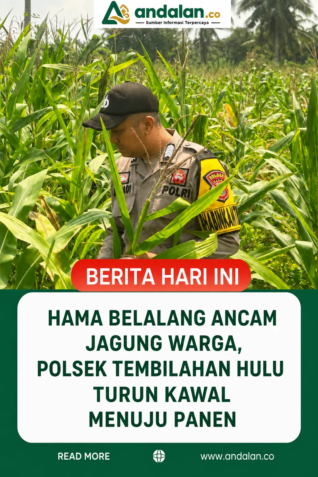 Di Tengah Ancaman Hama Belalang, Polsek Tembilahan Hulu Kawal Jagung Warga Menuju Panen
