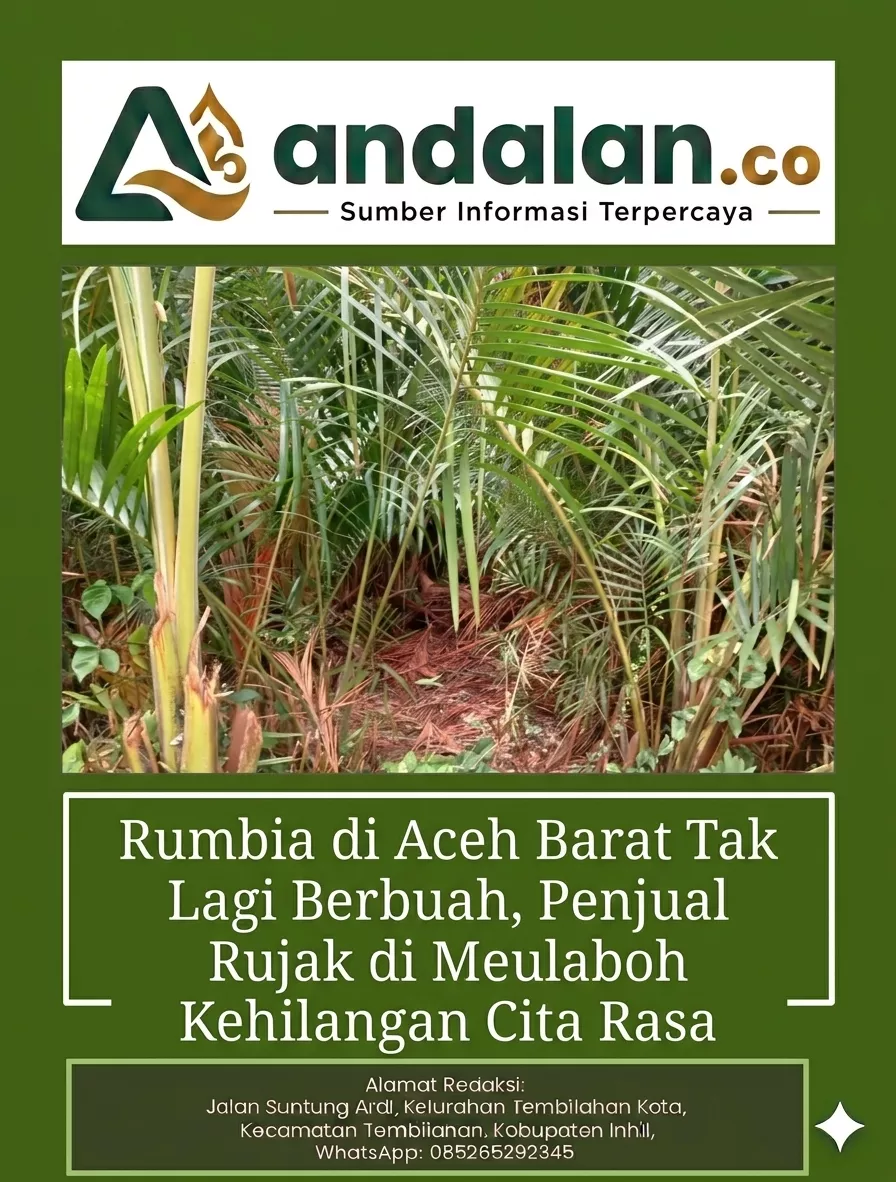 Rumbia di Aceh Barat Tak Lagi Berbuah, Penjual Rujak di Meulaboh Kehilangan Cita Rasa