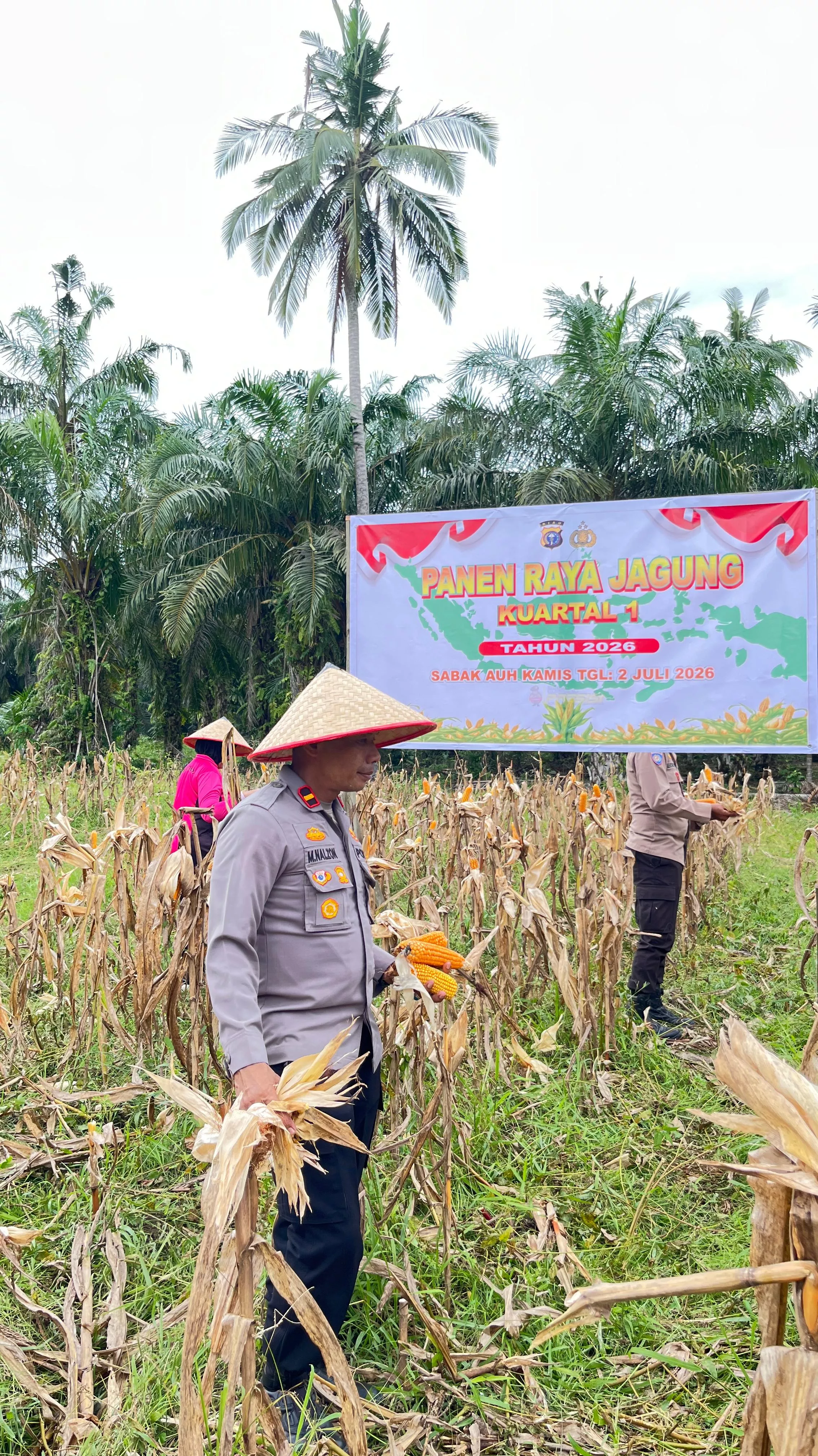 Jelang Penimbangan Hasil Panen, Polisi Cek Lahan Jagung Pipil Seluas 1 Hektare di Sabak Auh