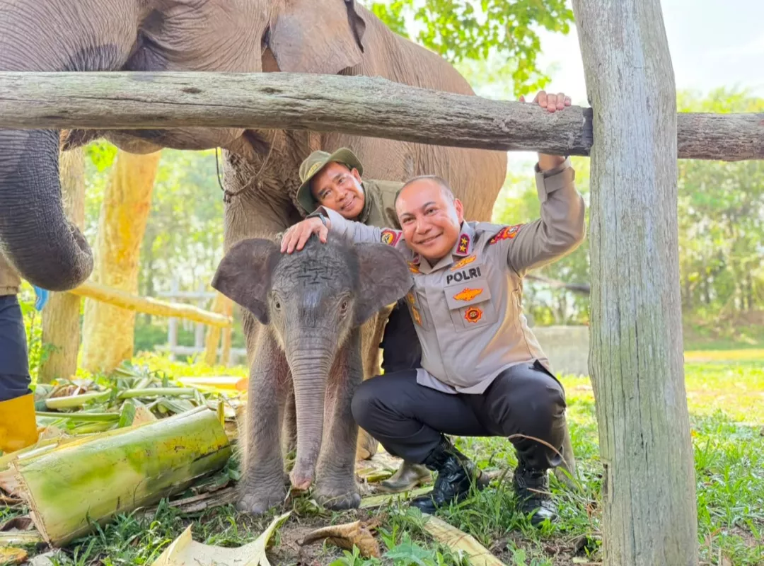 Harapan Baru dari Tesso Nilo: Kapolda Riau Beri Nama ‘Nona Seroja’ untuk Anak Gajah yang Baru Lahir