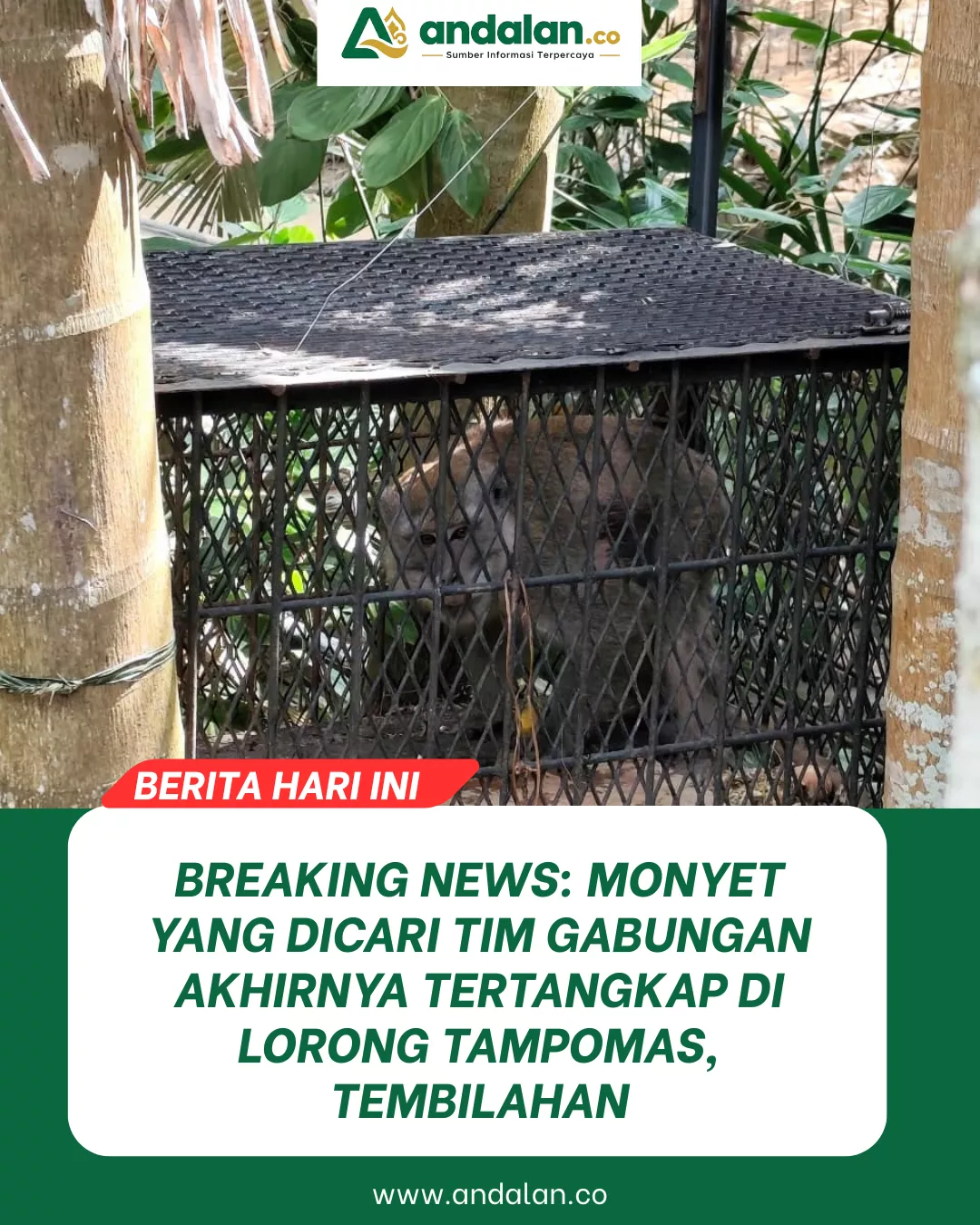 BREAKING NEWS: Monyet yang Dicari Tim Gabungan Akhirnya Tertangkap di Lorong Tampomas, Tembilahan