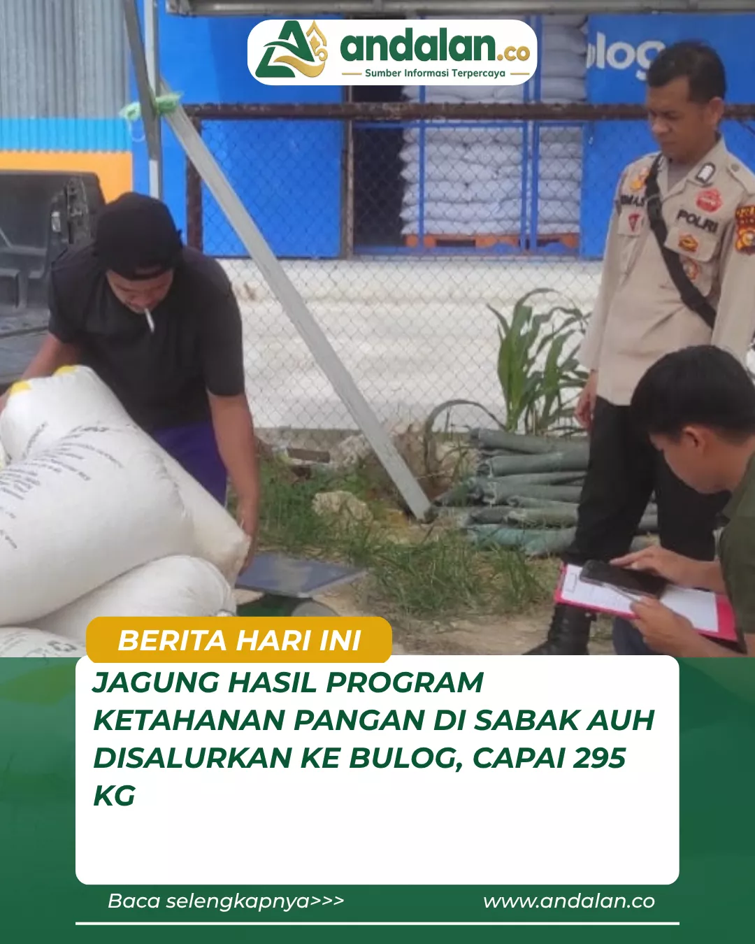 Jagung Hasil Program Ketahanan Pangan di Sabak Auh Disalurkan ke Bulog, Capai 295 Kg