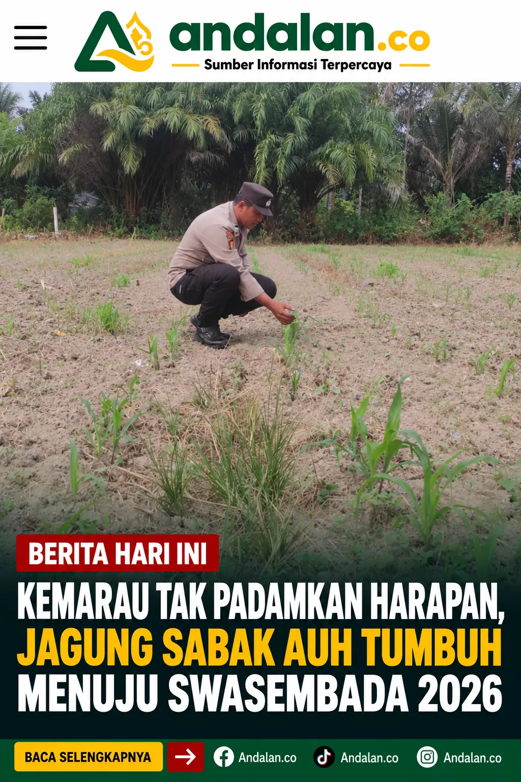 Kemarau Tak Padamkan Harapan, Jagung Sabak Auh Tumbuh Menuju Swasembada 2026