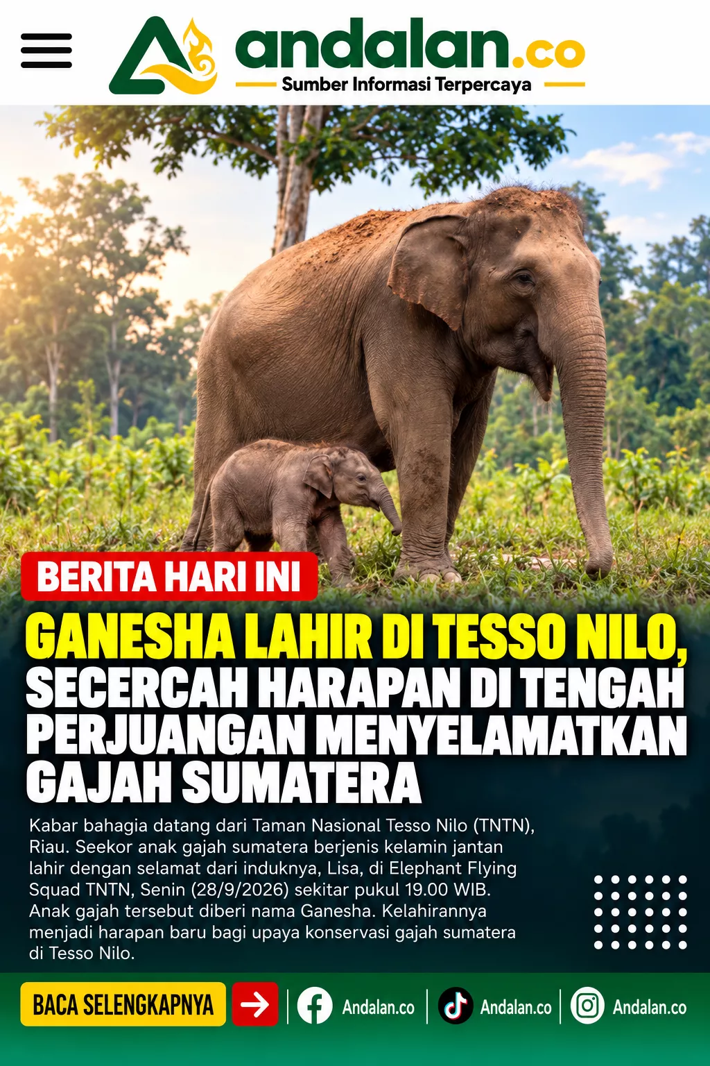 Ganesha Lahir di Tesso Nilo, Secercah Harapan di Tengah Perjuangan Menyelamatkan Gajah Sumatera