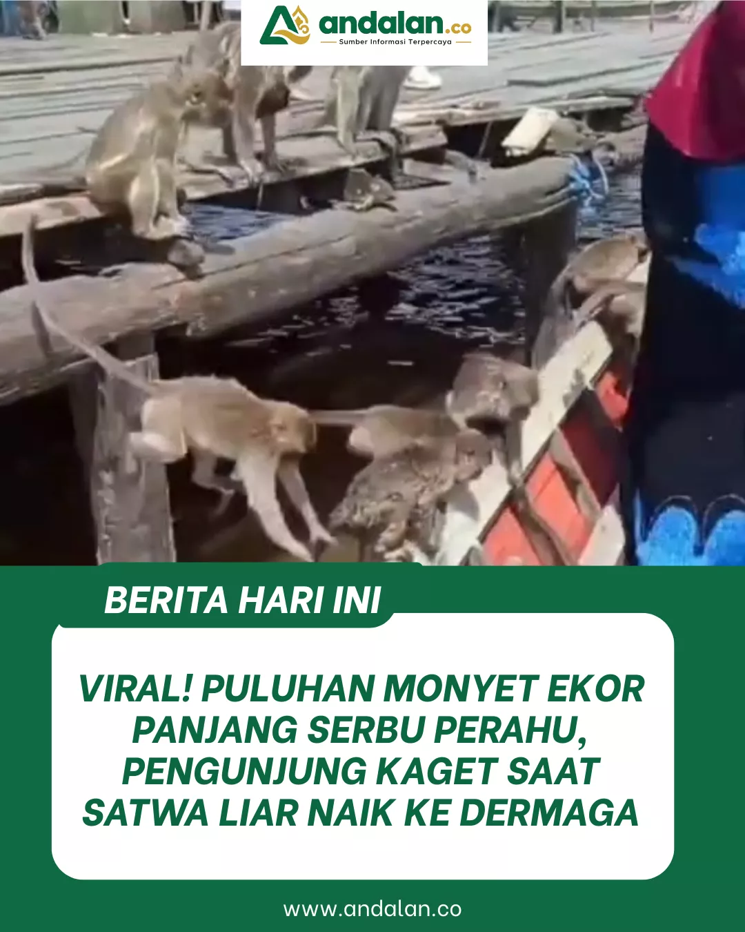 Viral! Puluhan Monyet Ekor Panjang Serbu Perahu, Pengunjung Kaget Saat Satwa Liar Naik ke Dermaga