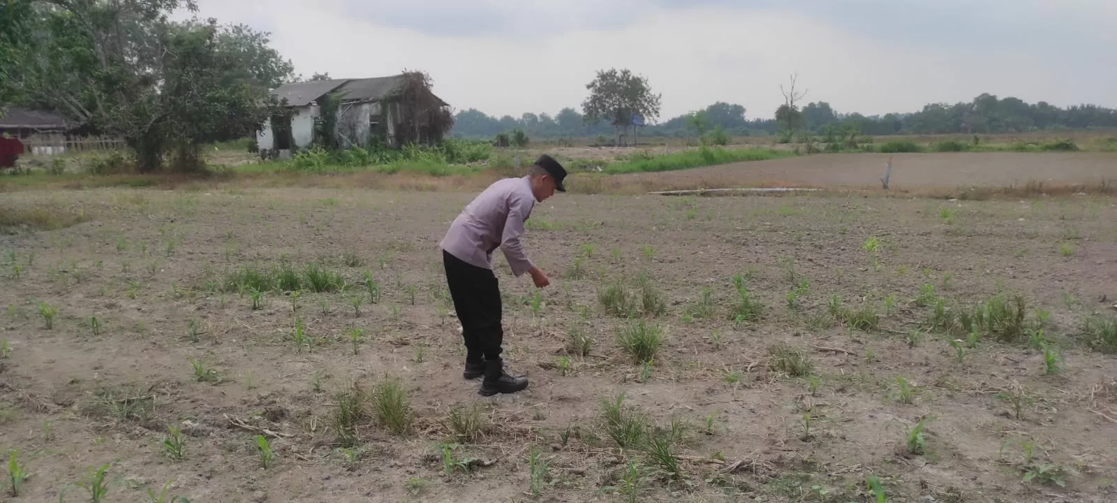 Polsek Sabak Auh Cek Pertumbuhan Jagung Pipil, Dorong Swasembada Pangan 2026