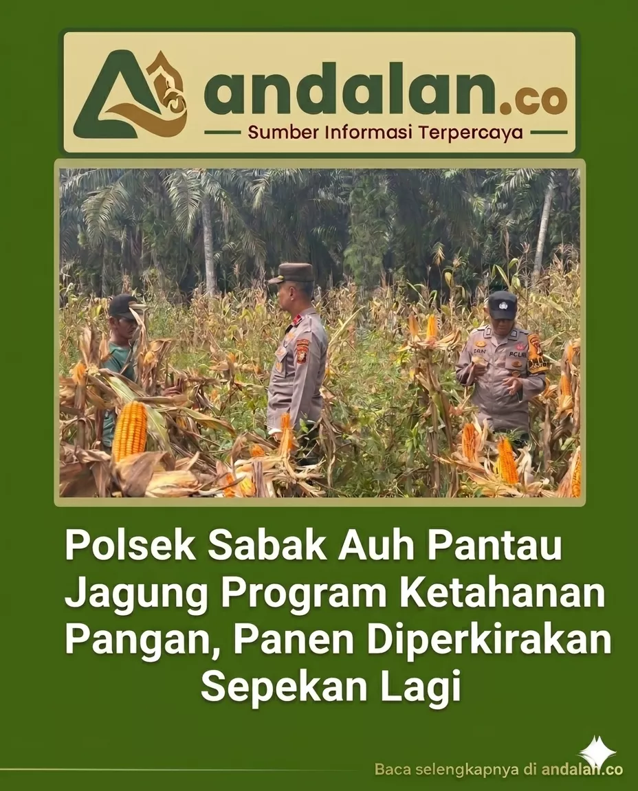 Polsek Sabak Auh Pantau Jagung Program Ketahanan Pangan, Panen Diperkirakan Sepekan Lagi