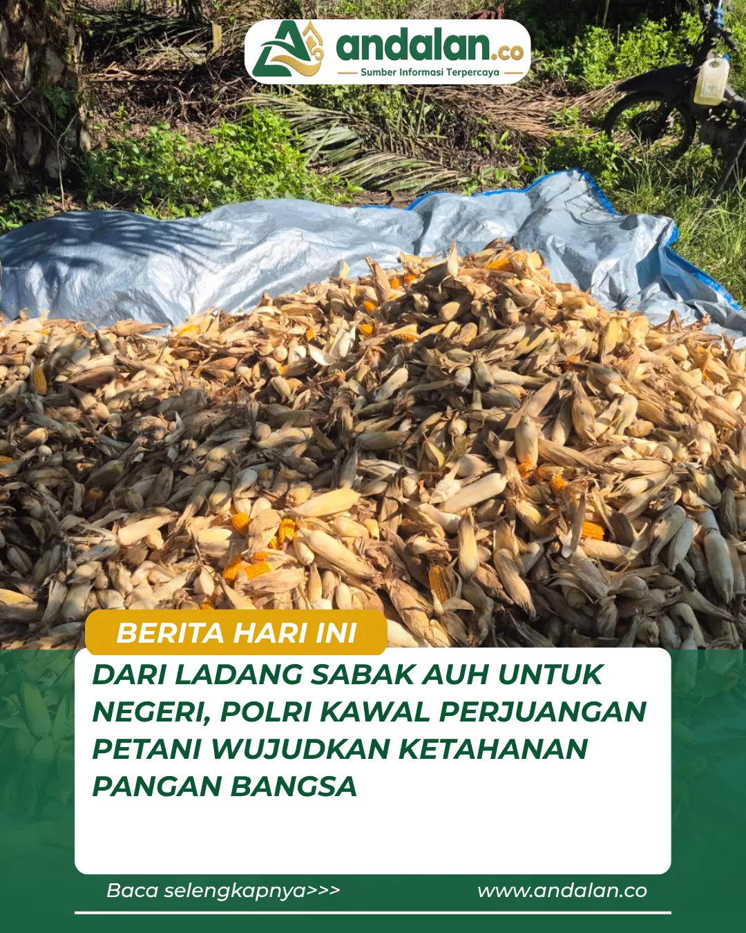 Dari Ladang Sabak Auh untuk Negeri, Polri Kawal Perjuangan Petani Wujudkan Ketahanan Pangan Bangsa