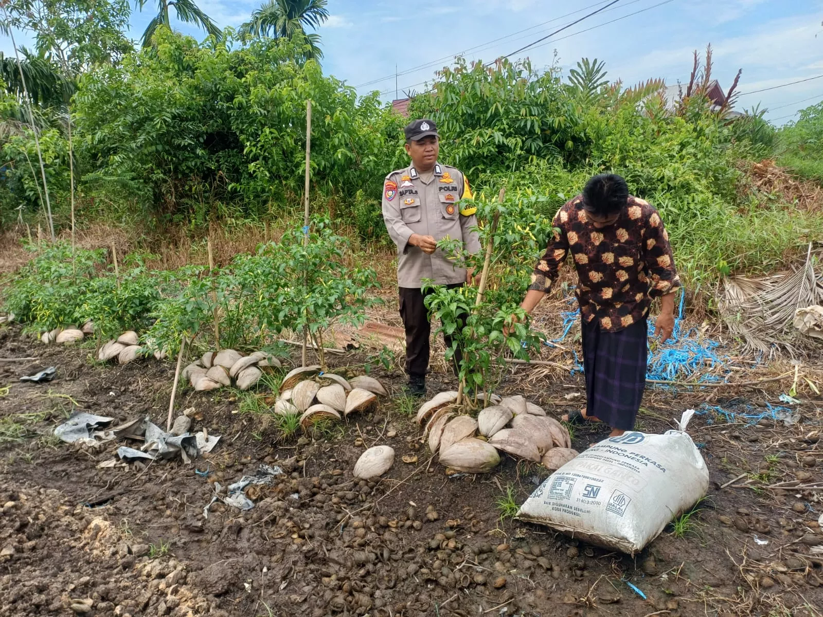 Bhabinkamtibmas Pelangiran Pantau Pertumbuhan Cabai di Rotan Semelur, Tanaman Tumbuh Subur