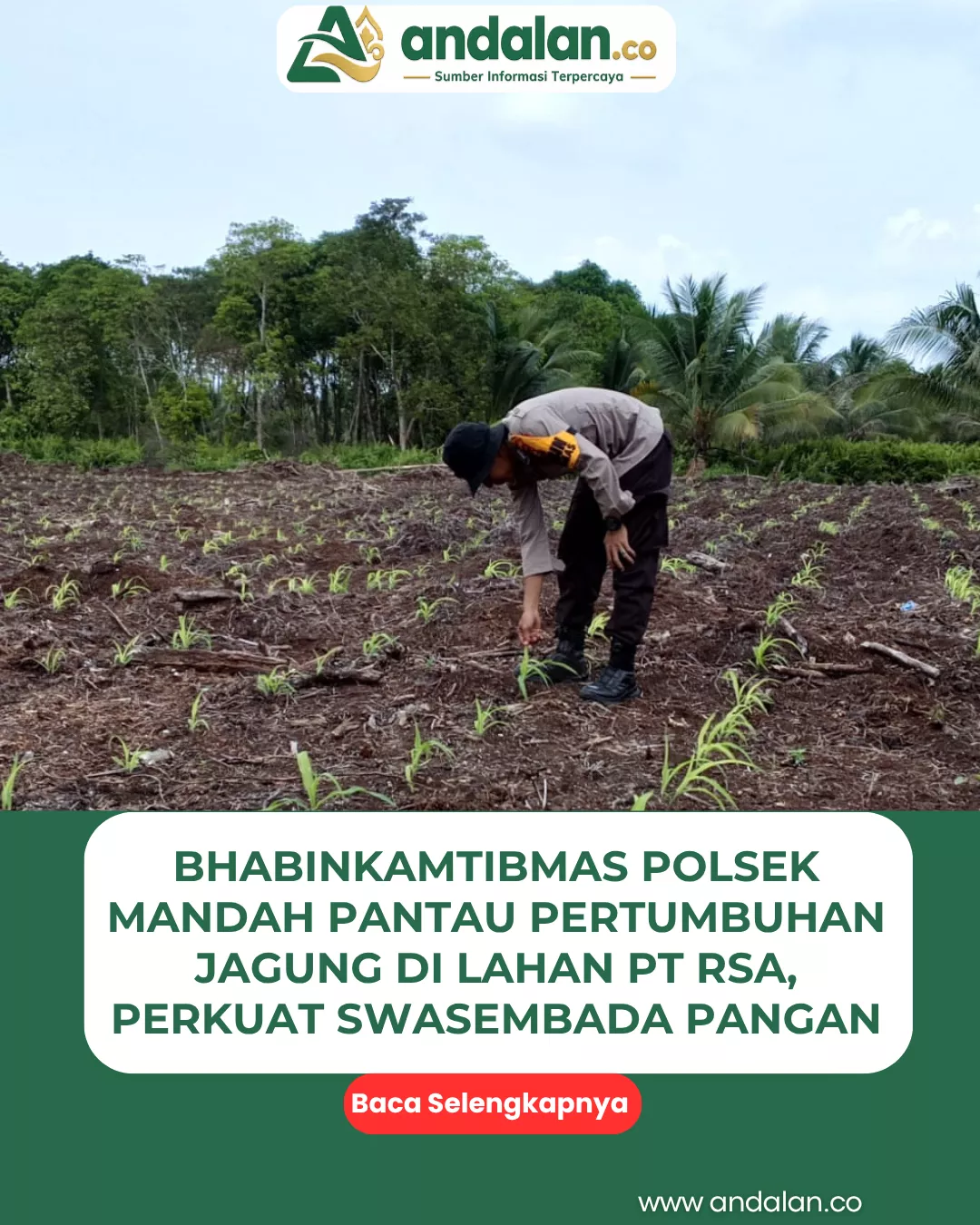 Bhabinkamtibmas Polsek Mandah Pantau Pertumbuhan Jagung di Lahan PT RSA, Perkuat Swasembada Pangan