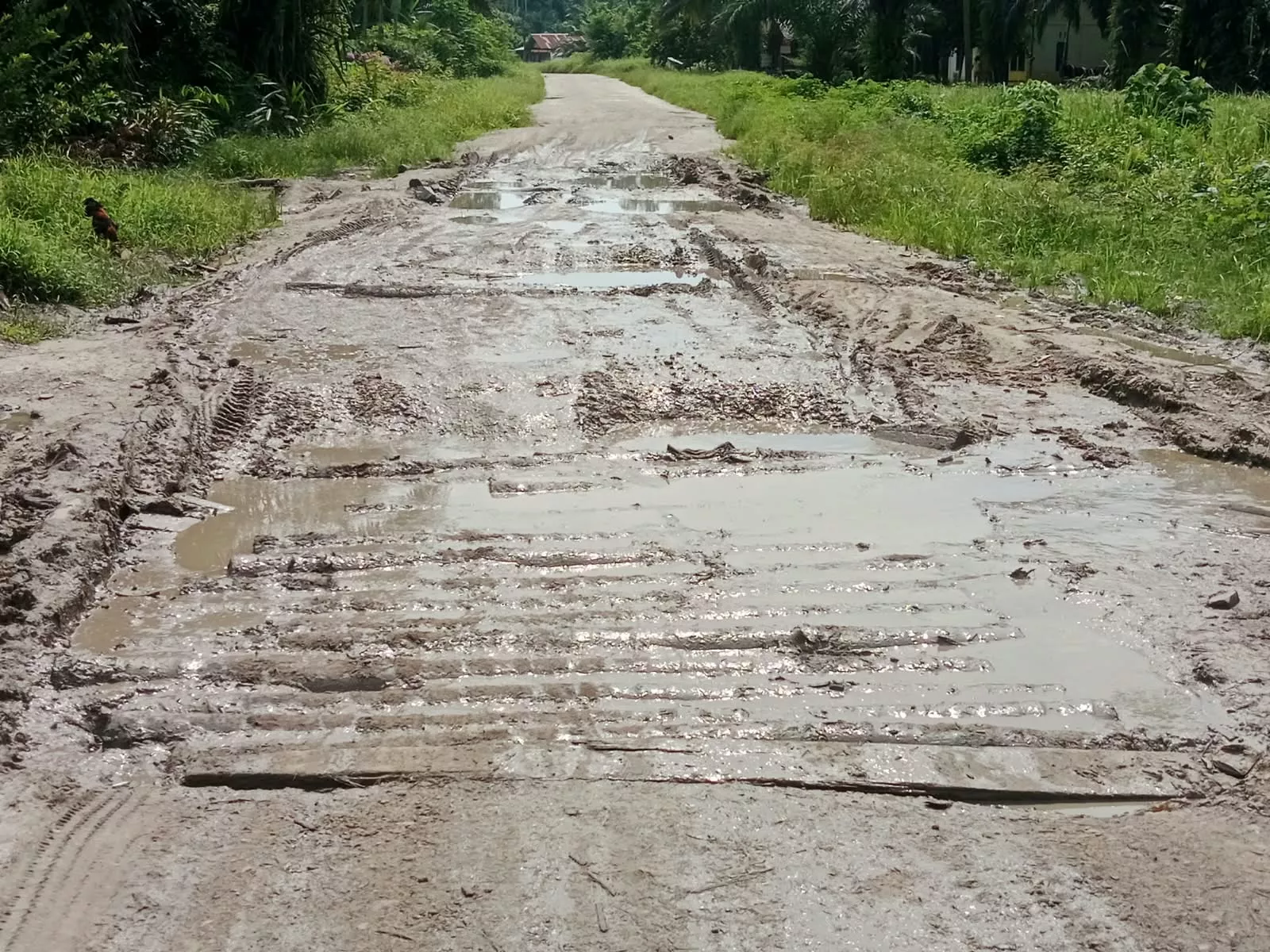 PUPR Kabupaten Bengkalis Melalui Dana Sembada Swakelola di Nilai Tidak Bisa Bekerja, Jalan Hutan Panjang - Hutan Ayu Tak Kunjung di Perbaiki
