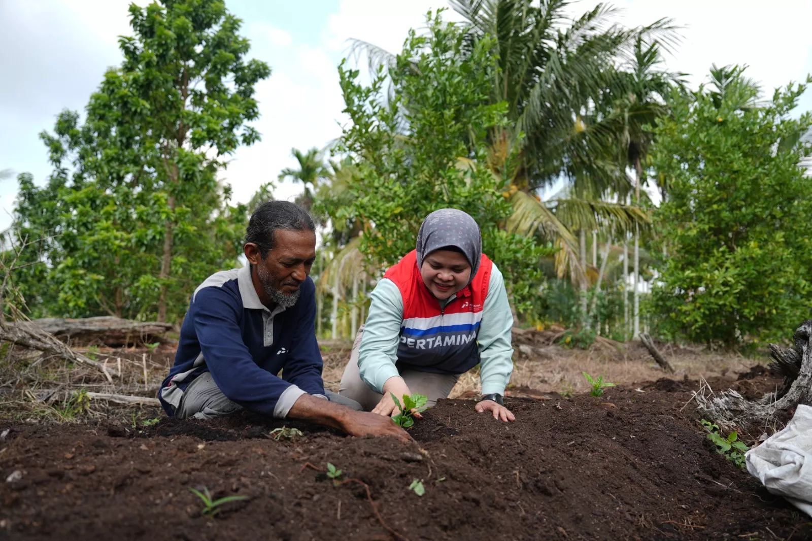 Pokmas Alam Tani Binaan Pertamina  Patra Niaga Kilang Dumai Tanam 1.000 Bibit Kopi Robusta, Optimalkan Lahan Gembur di Kelurahan Tanjung Palas