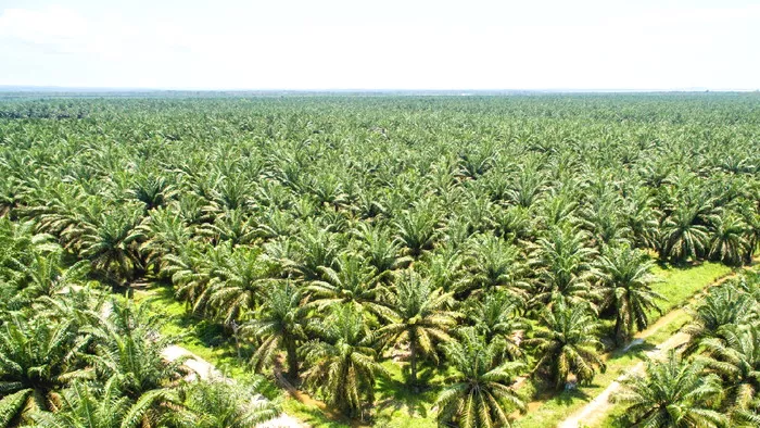 PTPN IV Regional III Tegaskan Pengelolaan Kebun Lubuk Dalam Didasarkan Legalitas yang Jelas