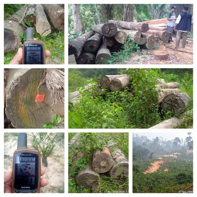 Ditemukan Kayu Log Berserakan di Hutan Rokan Koto Ruang Rohul