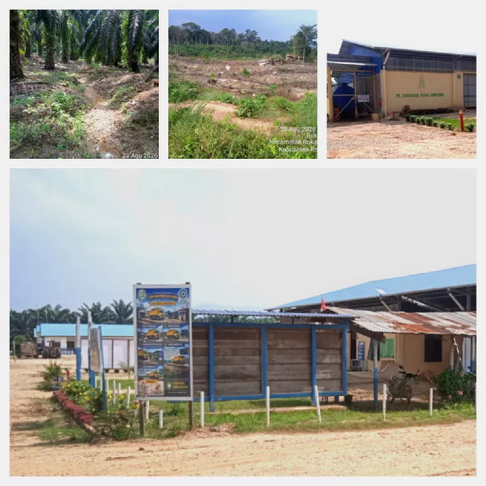 Plang Satgas PKH di PT ANS Rohul Dicampakkan, HGU Belum Ada, Lahan Sudah Ditanami Sawit