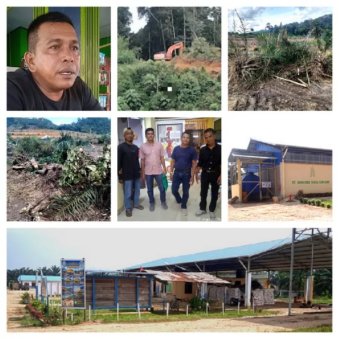 Rusak Sawit Warga, PT ANS, Koperasi Pakis Mandiri Tak Lapor Masuk Wilayah Desa Pemandang