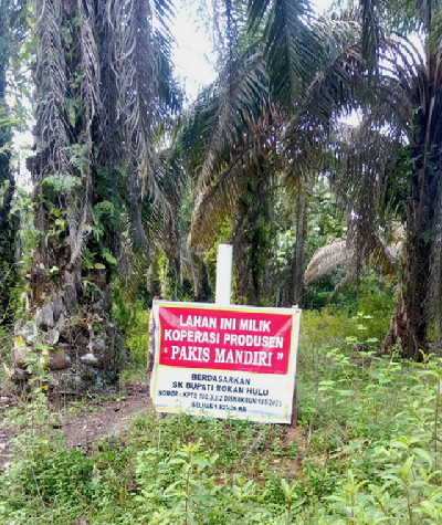 Kebun sawit Edi Karupuak 30 ha di Desa Tanjung Medan diklaim milik Koperasi Pakis Mandiri.