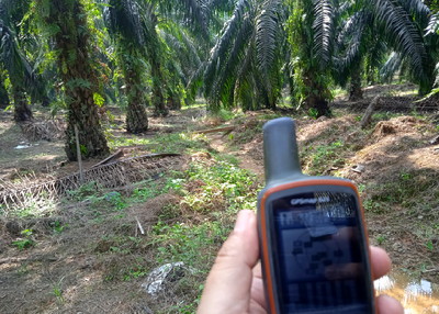 Kebun sawit PT ANS di Desa Koto Ruang Kecamatan Rokan IV Koto, Rohul, Riau. (azf)