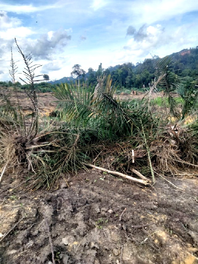 Kebun sawit warga milik Pak Pinkun di Desa Pemandang, Rohul 16 ha diekskavator PT ANS/Central Group dan Koperasi Pakis Mandiri, sudah lapor ke Polda Riau dilimpahkan ke Polres Rohul. (ist)