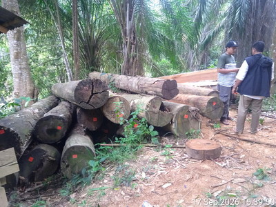 Hutan Rokan Koto Ruang diekskavator alat berat lalu ditanami sawit kayu lognya dieksploitasi.