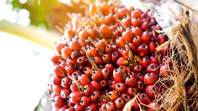 PTPN IV PalmCo Catat Pertumbuhan Premium Price 148 Persen