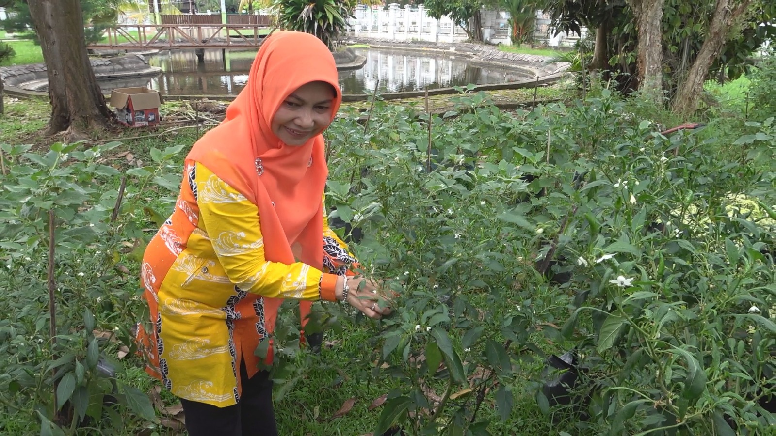 Bupati Inhil Gencarkan Gerakan Menanam di Pekarangan