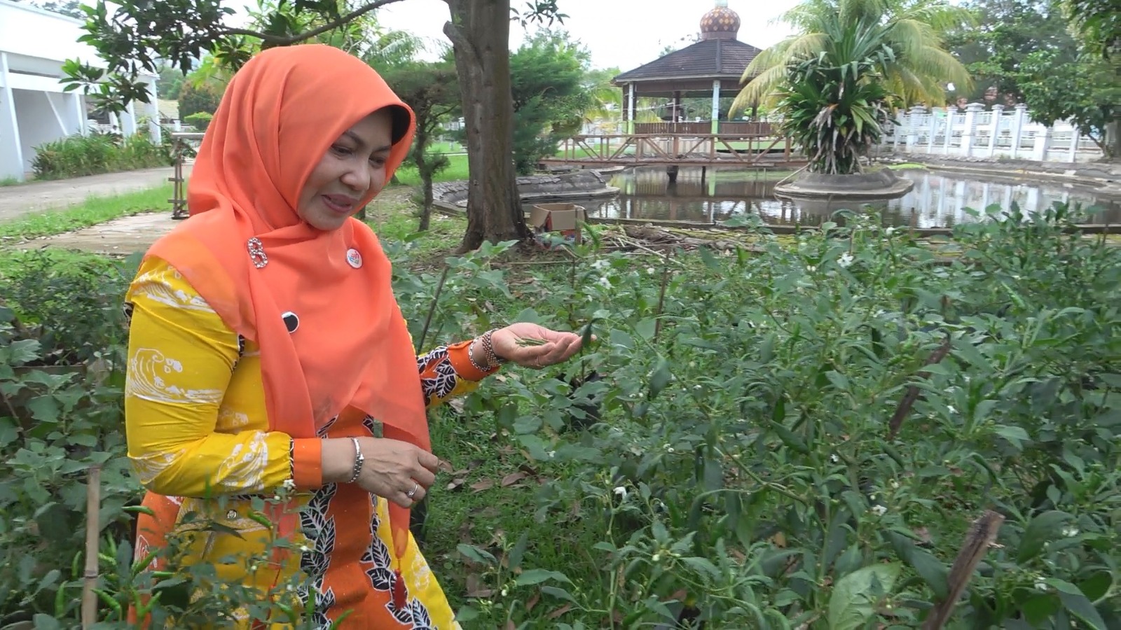 Bupati Inhil Gencarkan Gerakan Menanam di Pekarangan