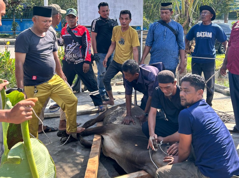 Koperasi TKBM Pelabuhan Dumai Lakukan Qurban Empat Ekor Sapi