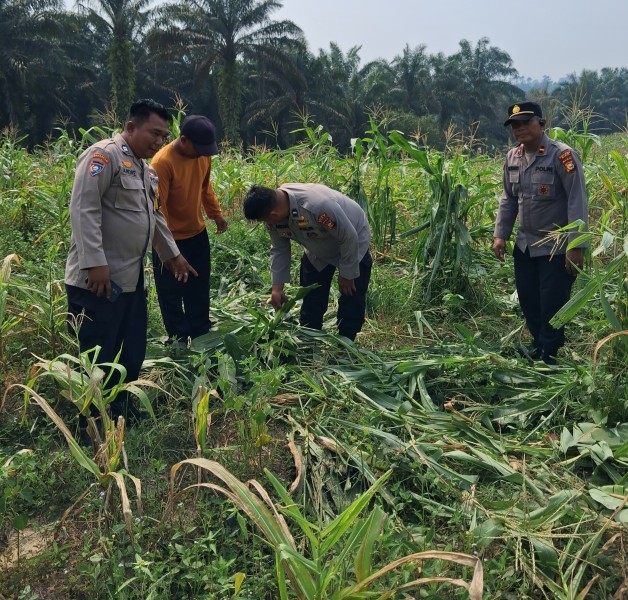 Sembilan Gajah Liar Masuk Lahan Jagung Warga Rantau Bertuah, 150 Tanaman Rusak