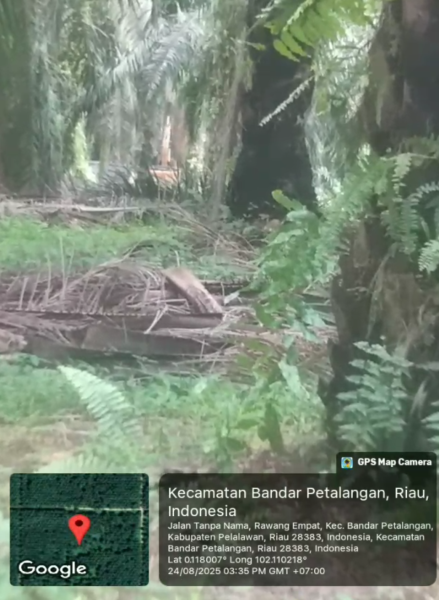 Galian C Ilegal Diduga Marak di Bandar Petalangan, Terpantau Aktivitas Truk dan Alat Berat di Lokasi