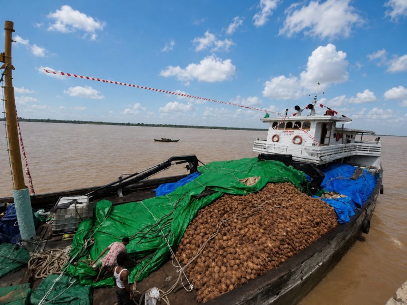 Harga Kelapa di Malaysia Turun Lagi, Ekspor Kelapa Bulat dari Sungai Guntung Merosot Drastis