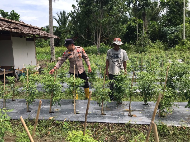 MONITORING DAN PEMBINAAN PETANI CABE DESA GOGOK DARUSSALAM