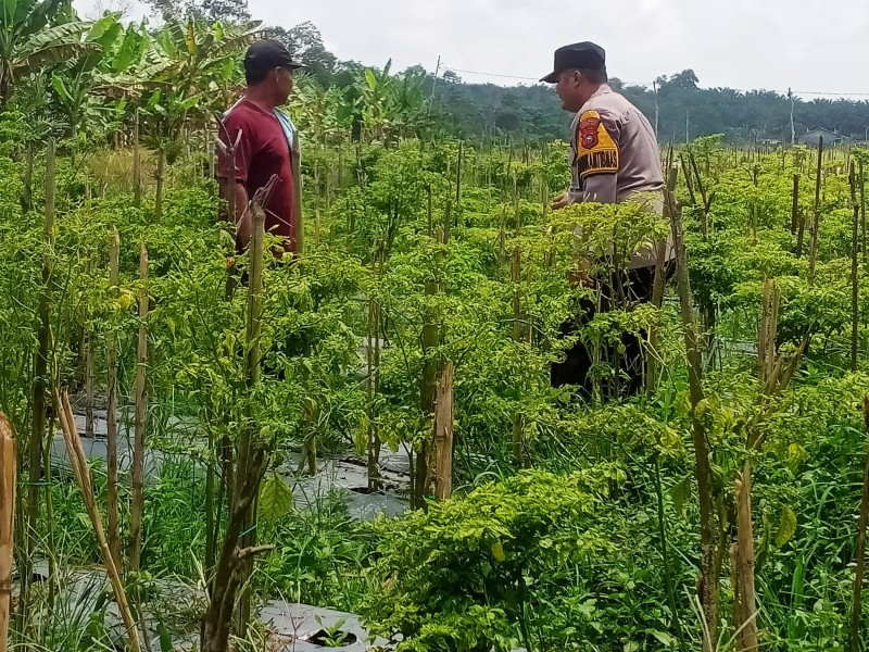 Bhabinkamtibmas Desa Jatirejo Dorong Pemanfaatan Lahan Produktif untuk Dukung Ketahanan Pangan Nasional