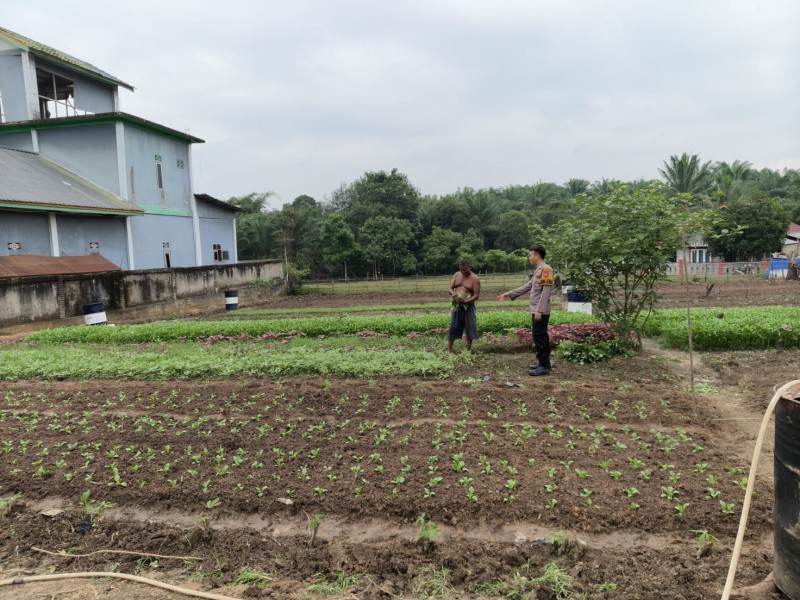 Dukung Program Ketahanan Pangan Nasional, Bhabinkamtibmas Polsek Pasir Penyu Ajak Warga Manfaatkan Pekarangan untuk Bertani