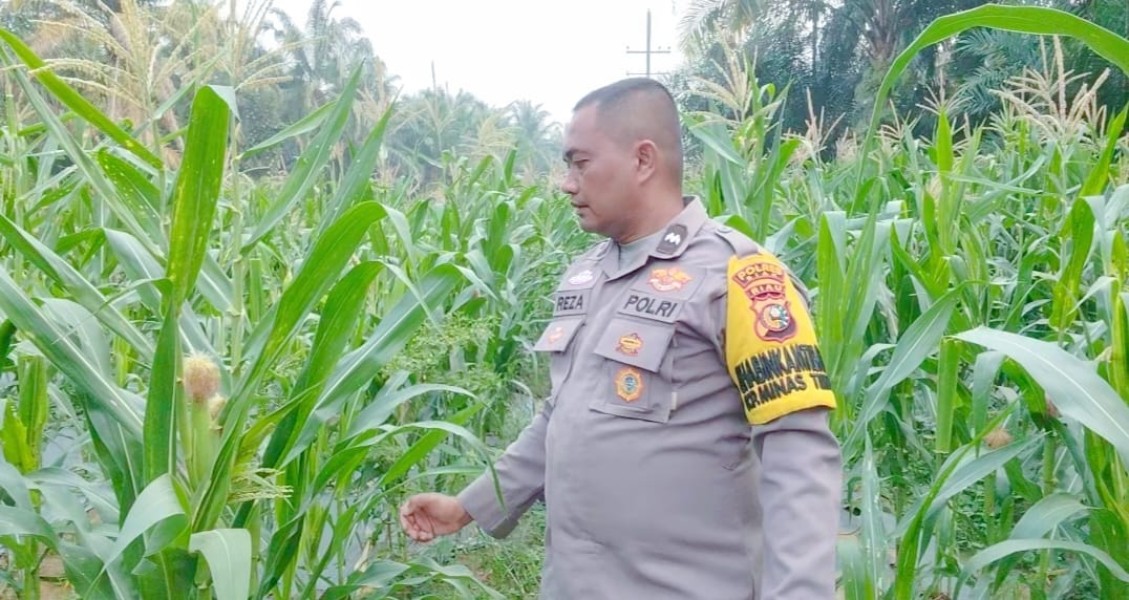 Jagung 62 Hari di Minas Timur Tumbuh Optimal, Polsek Minas Intensif Dampingi Petani