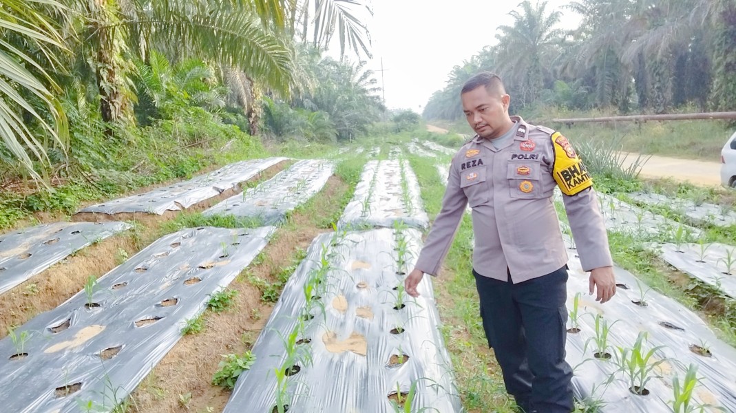 Polsek Minas Monitoring Pertumbuhan Jagung di Minas Timur, Dukung Keberhasilan Program Ketahanan Pangan Nasional