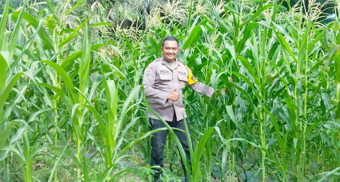 Polsek Minas Pantau Perkembangan Jagung Usia 49 Hari, Kapolsek Kompol Syahrizal: Pastikan Program Ketahanan Pangan Berjalan Optimal