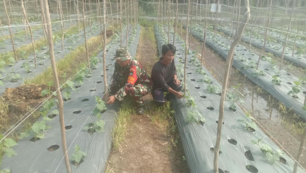 Babinsa Kodim 0320/Dumai Dampingi Warga Budidaya Timun, Dukung Swasembada Pangan